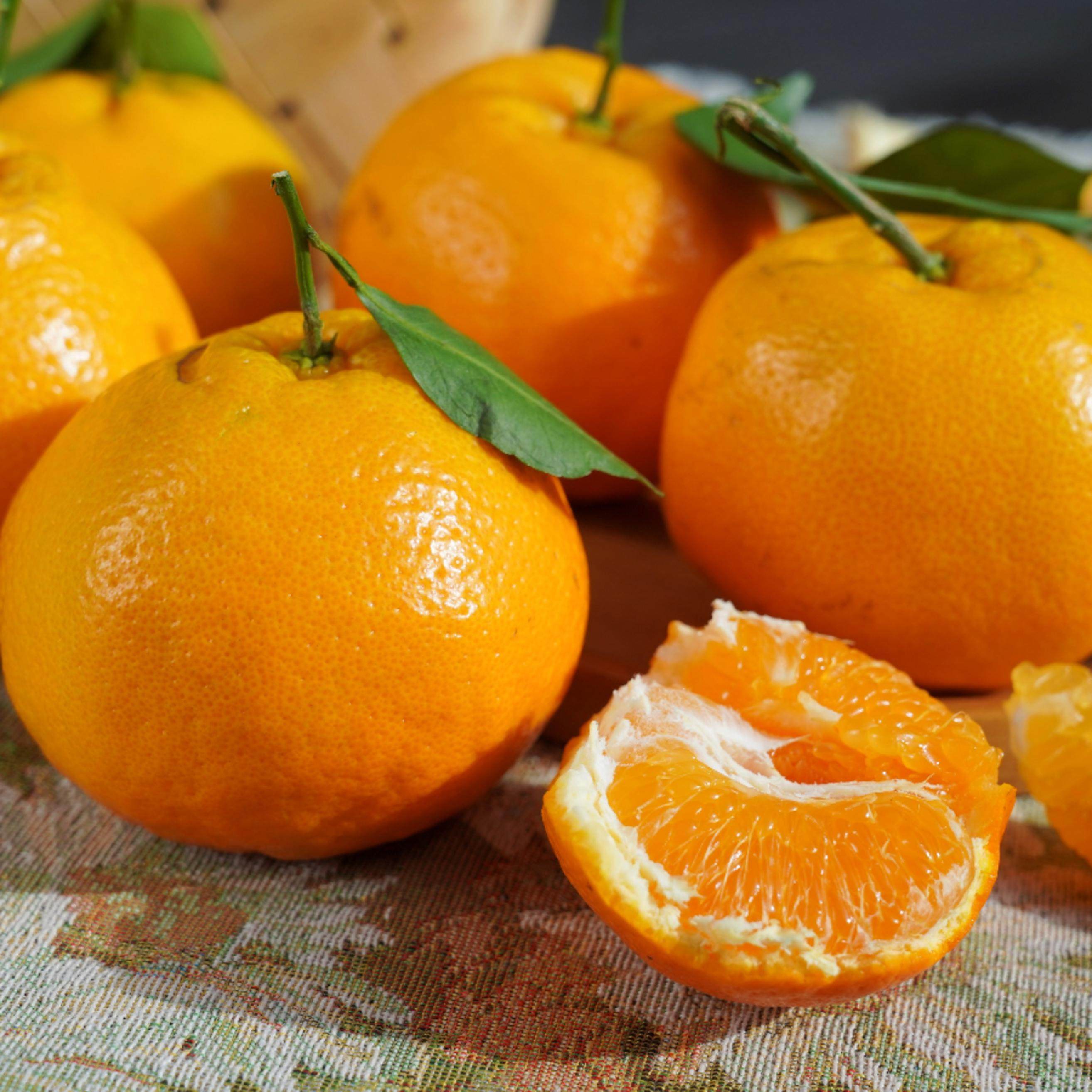 【野居】四川春见耙耙柑柑橘新鲜水果现摘,水产肉类/新鲜蔬果/熟食,桔子,淘宝优惠券,粉丝福利购,淘宝优惠卷