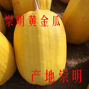 [崇明黄金瓜新鲜凉拌金瓜丝 搅瓜 崇明金瓜农家 新鲜蔬菜蒸煮食用]