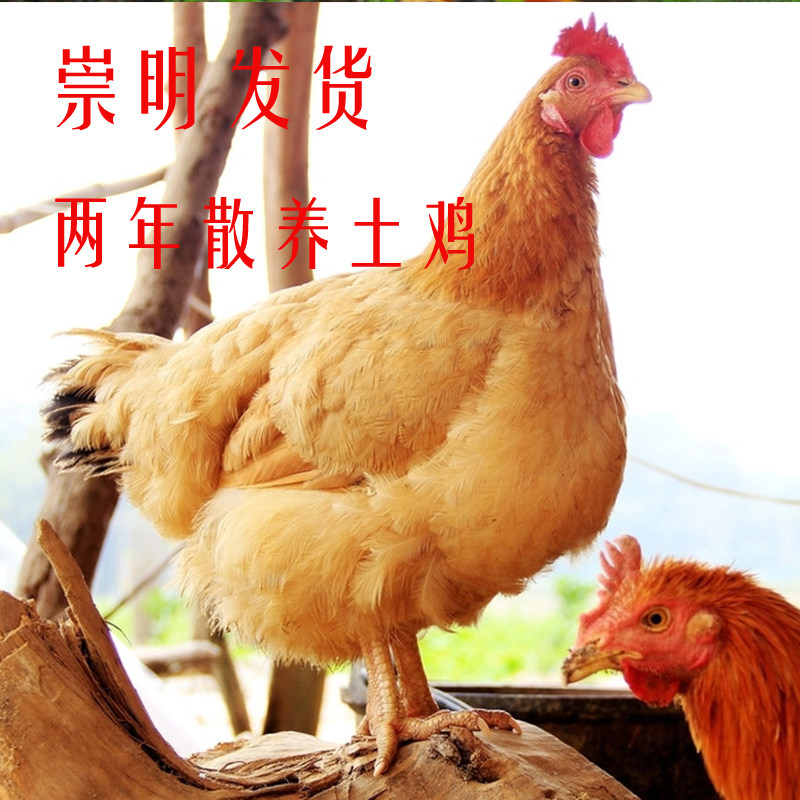 崇明特产土鸡正宗散养土鸡 农家老母鸡 走地鸡 月子鸡 草鸡 笨鸡