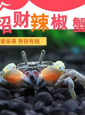 迷你辣椒蟹活体宠物螃蟹深水观赏蟹吃虫除藻淡水蟹鱼缸爬宠豆豆蟹