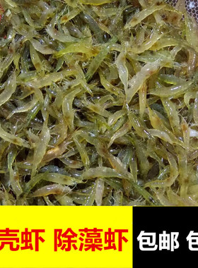 黑壳虾除藻草虾观赏虾工具清洁虾饲料虾活体水族箱鱼缸造景冷水虾