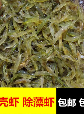 黑壳虾除藻草虾观赏虾