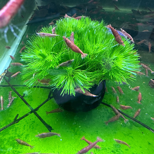 绿菊水草绿菊花懒人水草缸鱼缸装饰造景后景草坨草淡水活体植物