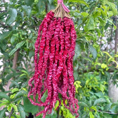 干辣椒农家自制干货特辣微辣中辣长线椒邹椒二荆条辣椒香辣干辣椒