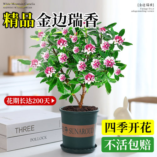 金边瑞香盆栽浓香型带花苞室内客厅阳台耐寒老桩大苗好养花卉植物