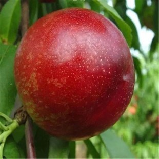 特大油桃树苗 金硕油桃苗 嫁接奶油桃树苗当年结果树南方北方种植