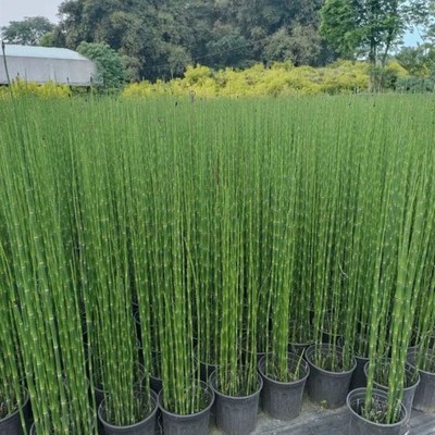 木贼盆栽四季常青耐寒喜光别墅庭院水景造景净化水质好养水生植物
