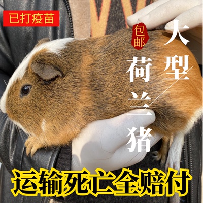 大型宠物荷兰鼠活体荷兰猪豚鼠彩豚白豚荷兰兔成年老鼠兔活物幼崽