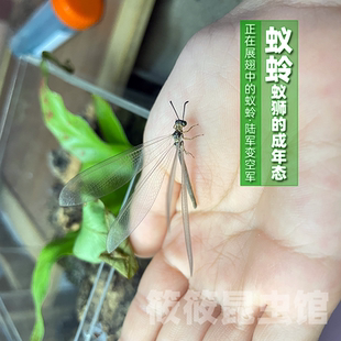 包活金沙牛活体蚁狮倒退虫沙婆婆沙牯牛土牛特色奇异昆虫宠物