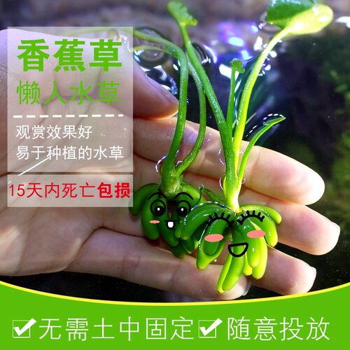 香蕉草水草活体水草植物鱼缸造景懒人水草阴性四季好养易活真水草