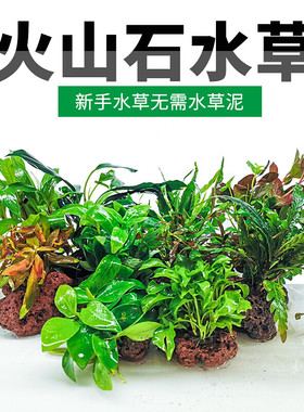 火山石水草活体造景水生植物后景
