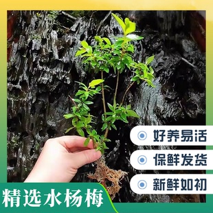 水杨梅水生植物水草鱼缸造景水培植物水生植物懒人水草水培水杨梅