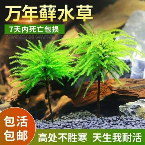 万年藓水草小型生态鱼缸造景