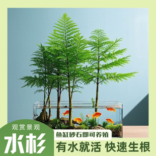 水杉水培鱼缸造景水杉盆栽盆景水生植物绿植水草懒人水草水培植物