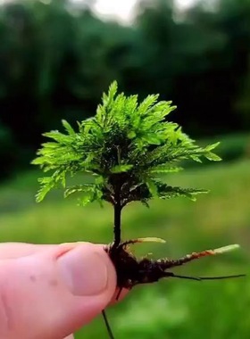 万年藓水草苔藓棕榈莫斯鲜活苔藓鱼缸水族箱生态瓶雨淋缸造景水草