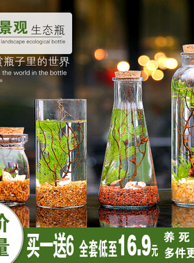 生态瓶鱼微景观斑马鱼斗鱼免换水免打理公司赠品活动开业造景鱼缸