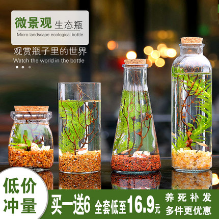 生态瓶鱼微景观斑马鱼斗鱼免换水免打理公司赠品活动开业造景鱼缸