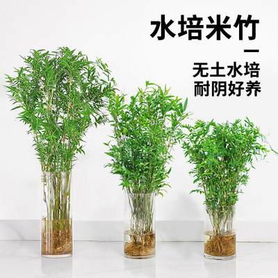 水培植物米竹盆栽室内带根水养凤尾富贵竹子客厅桌面好养绿植盆景