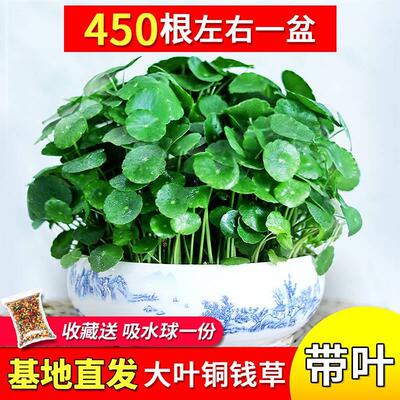 带叶铜钱草水培植物办公室内盆栽客厅桌面绿植花卉趣味水养金钱草