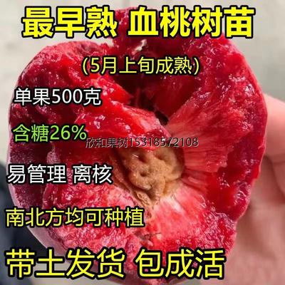 血桃树果苗嫁接新品种桃树苗紫肉血桃树苗特大脆甜脱骨桃树苗毛桃