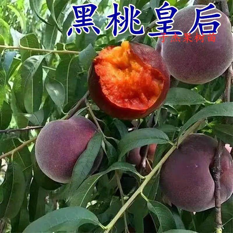 黑桃皇后桃树果苗南北方庭院地栽种植特大盆栽嫁接果苗当年结果