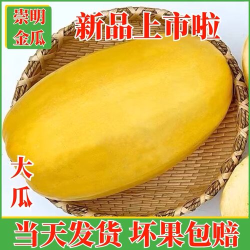 上海崇明金丝瓜黄金瓜鱼翅瓜绞瓜