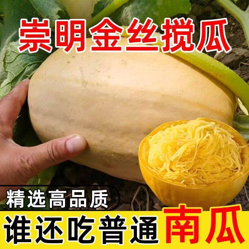新鲜崇明金丝瓜搅瓜绞瓜茭瓜鱼翅瓜上海天然粉丝农家黄金瓜面条瓜