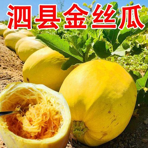 泗县新鲜金丝瓜搅瓜绞瓜