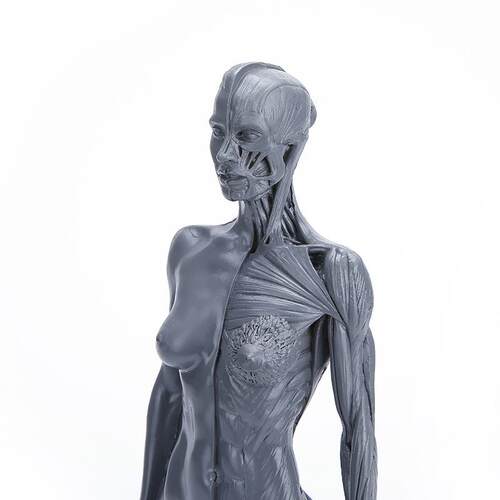 美术绘画素描素材教学医用模具人体模型参考树脂工艺品人身体模型