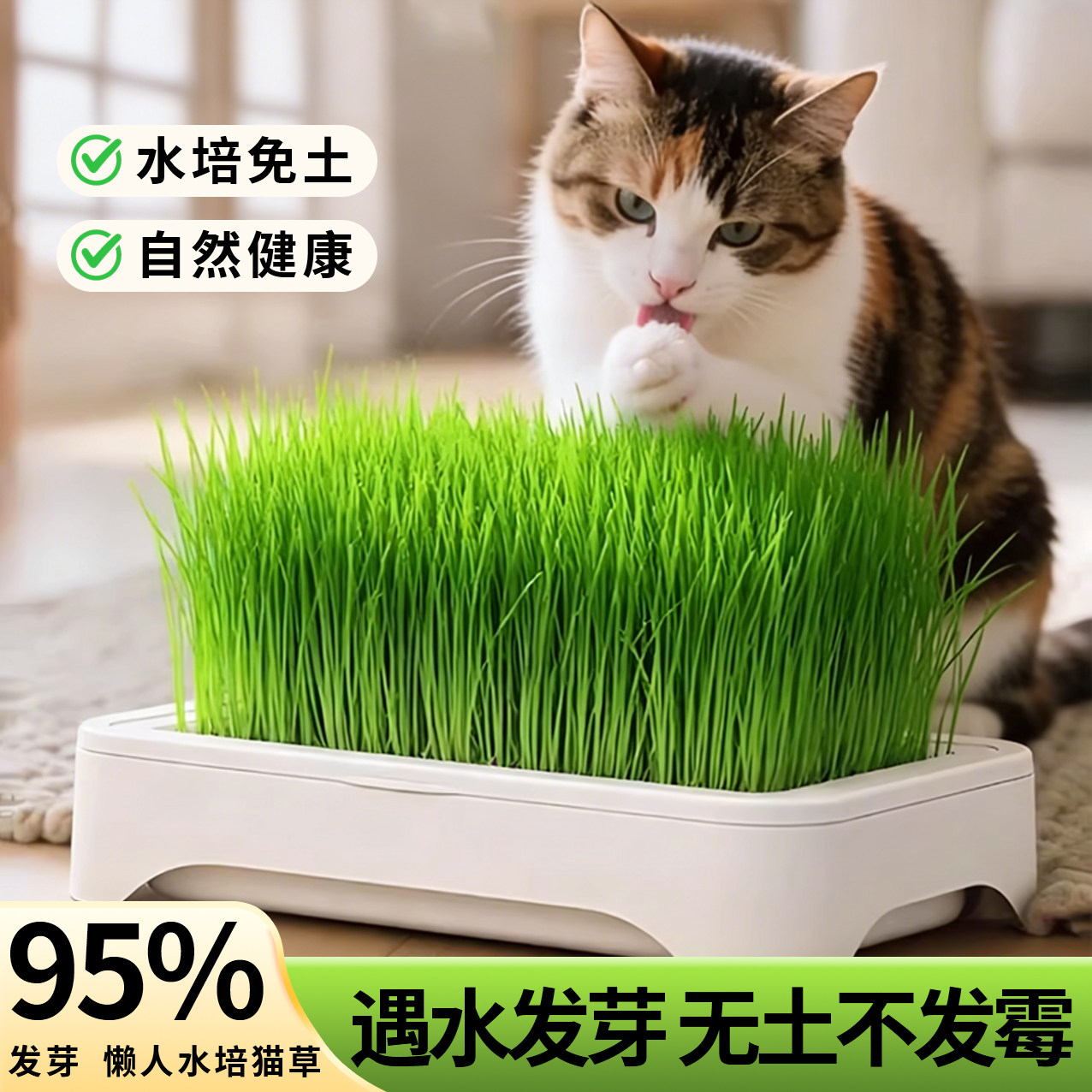 无土水培猫草盆栽种植盒懒人猫草种子育苗盘小麦化毛催吐助消化,宠物/宠物食品及用品,猫草/猫草片,淘宝优惠券,粉丝福利购,淘宝优惠卷
