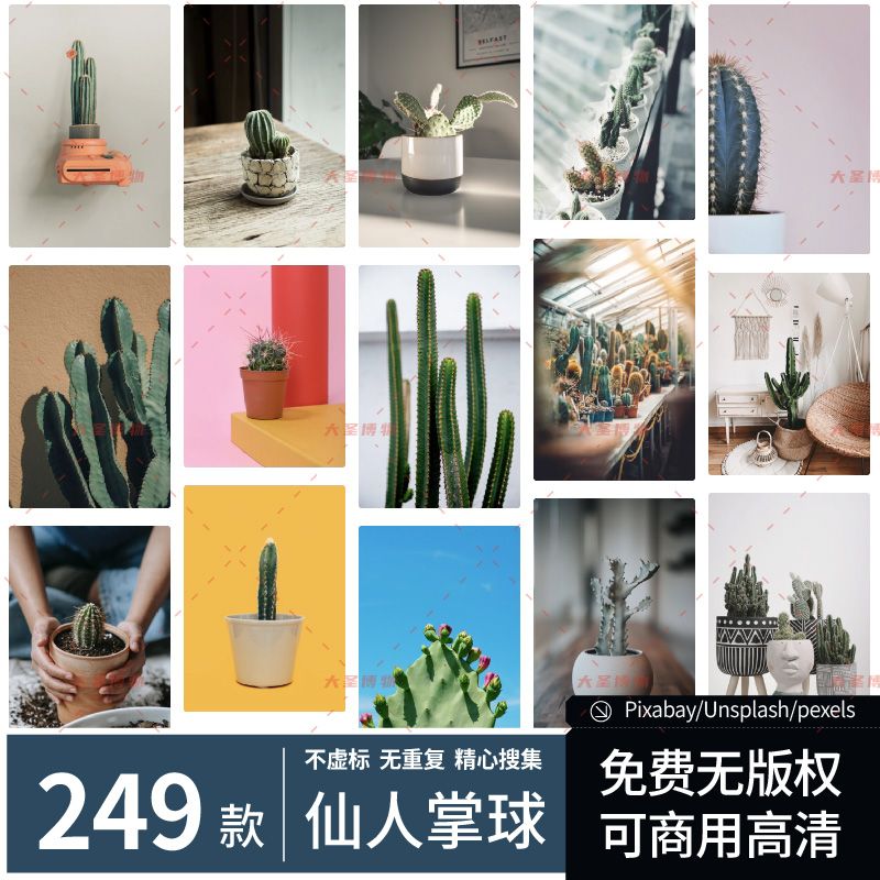 仙人掌丨免费无版权仙人球图片摄影素材平面设计实拍高清喷绘素材