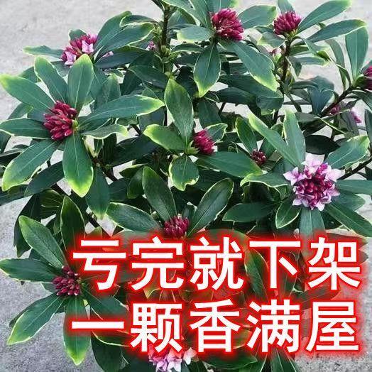 金边瑞香室内带花盆栽绿植年宵花图片