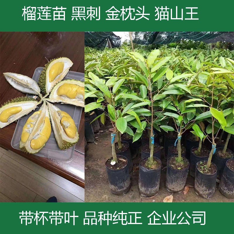 泰国榴莲果树苗耐寒广西新品种种植嫁接盆栽当年结果
