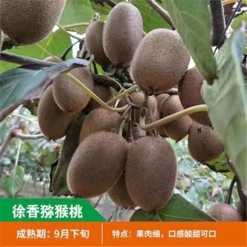 盆栽猕猴桃带土带叶发货猕猴桃树苗包成活南北方种植当年结果