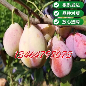红西梅李树苗 新疆西梅苗 嫁接李子苗南北方种植西梅树苗李子苗