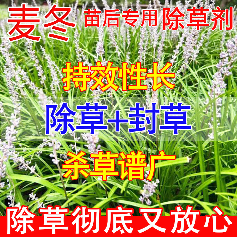 麦冬除草剂院子除草专用剂麦冬苗后除草烂根剂牛筋草除草根剂