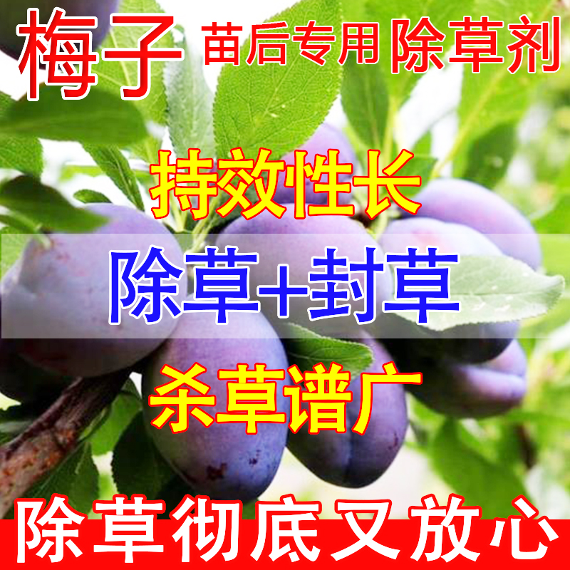 梅子除草剂果园除草专用剂烂根不伤果树梅子苗后除草烂根济