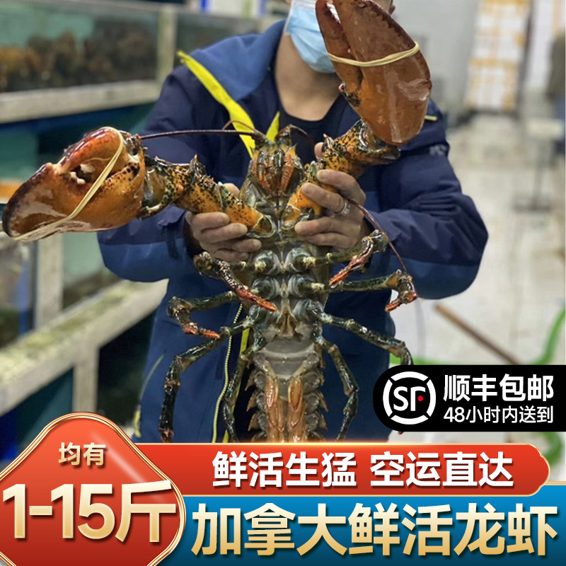 沃鲜客鲜活波士顿龙虾3-10斤有货