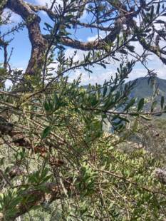 杉树寄生 罗汉松寄生 新鲜杉寄生 切段干品