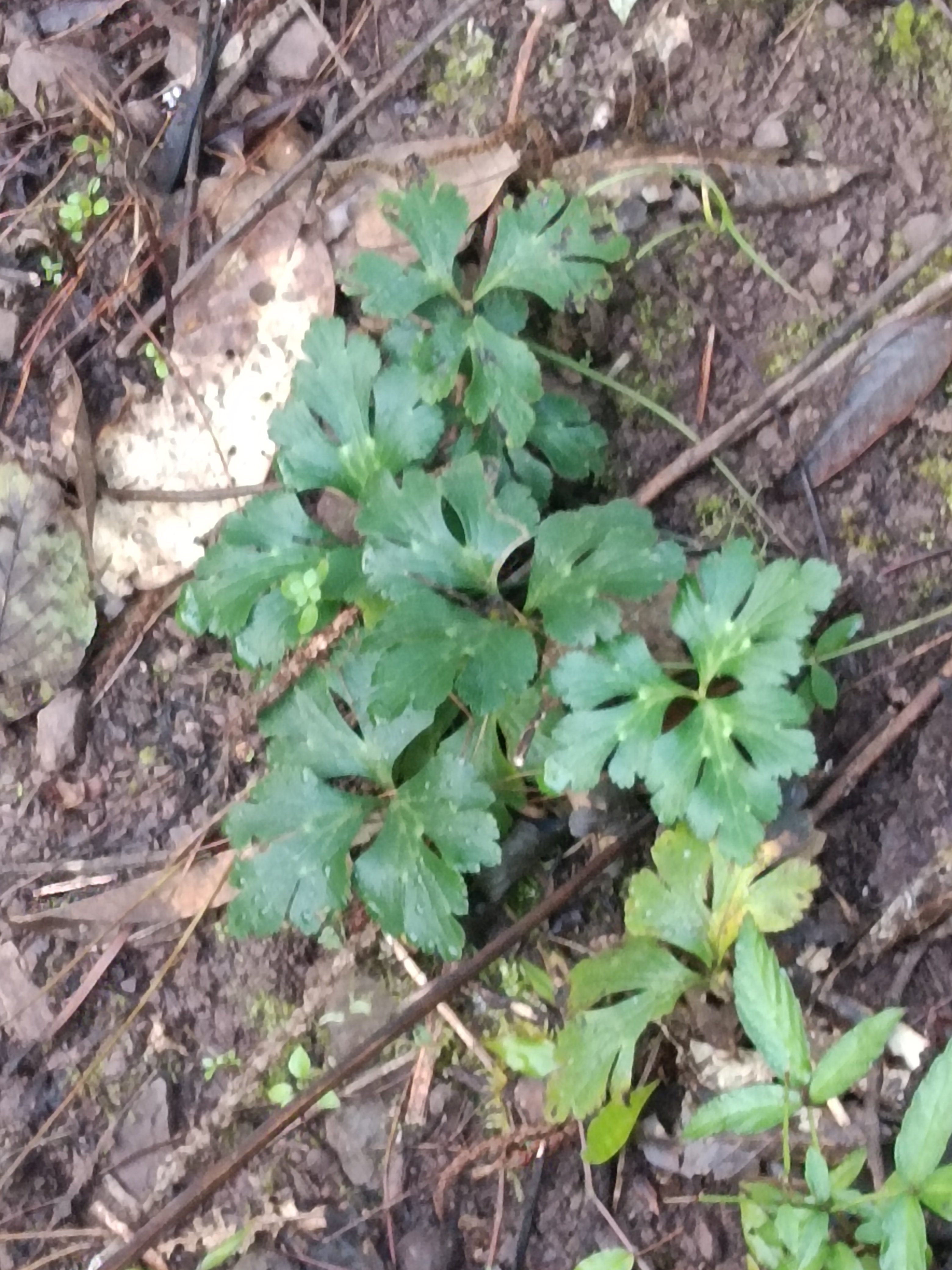 云南深山 中药材虎掌草新鲜草玉梅见风青狗脚迹溪畔银莲花虎掌草