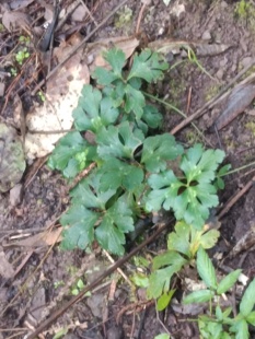 云南深山 中药材虎掌草新鲜草玉梅见风青狗脚迹溪畔银莲花虎掌草