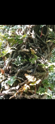 云南野生中药材白毛蛇根上树蛇伸筋石蚕毛石蚕白毛骨碎补蛇阴石