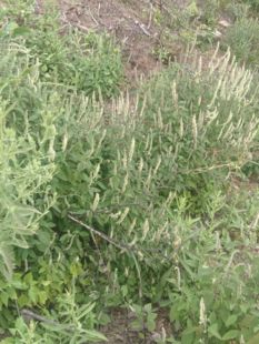 云南纯天然干货、野拔子[异名:扫把茶、野苏、野香薷、小坝子]