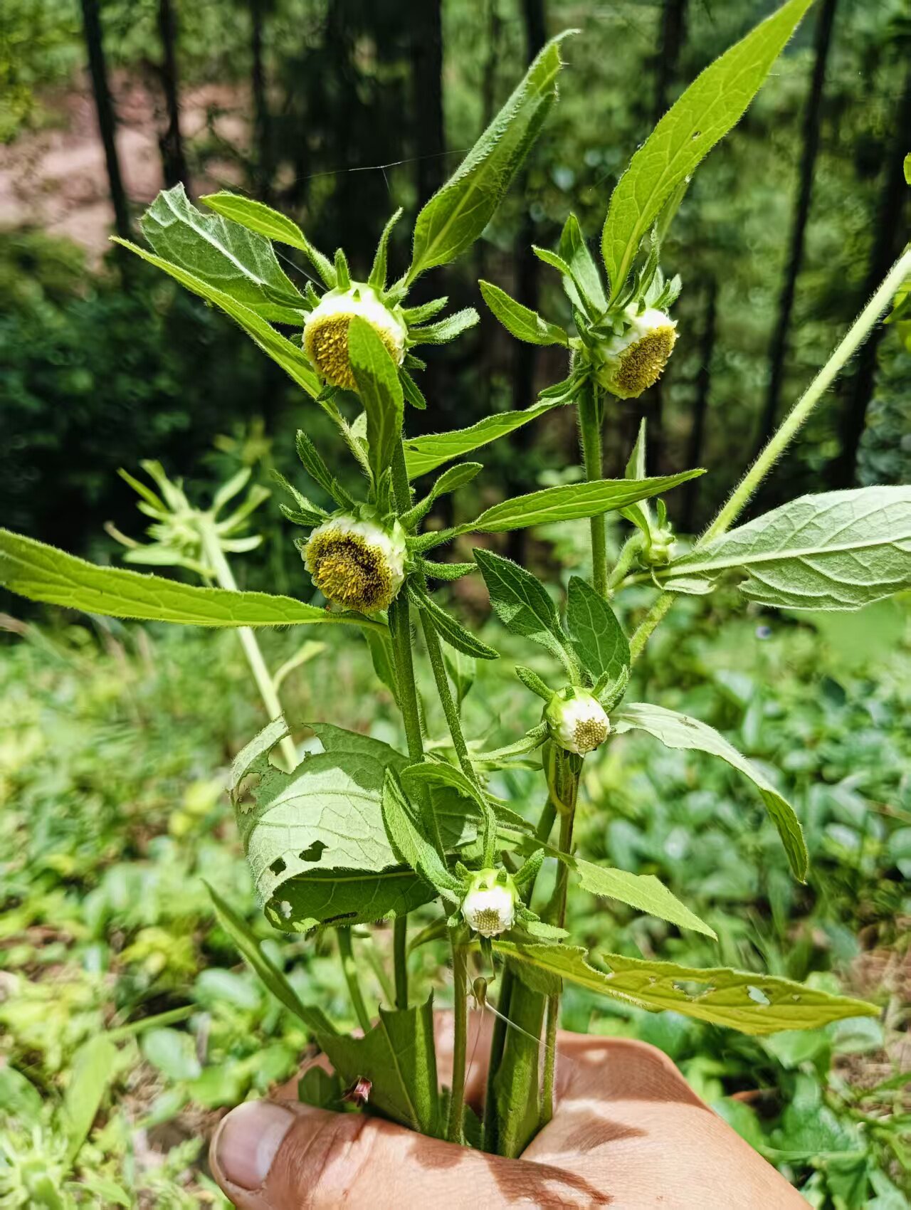 新鲜 云南挖耳草中药材烟管头草根杓儿菜根金挖耳根干货包邮
