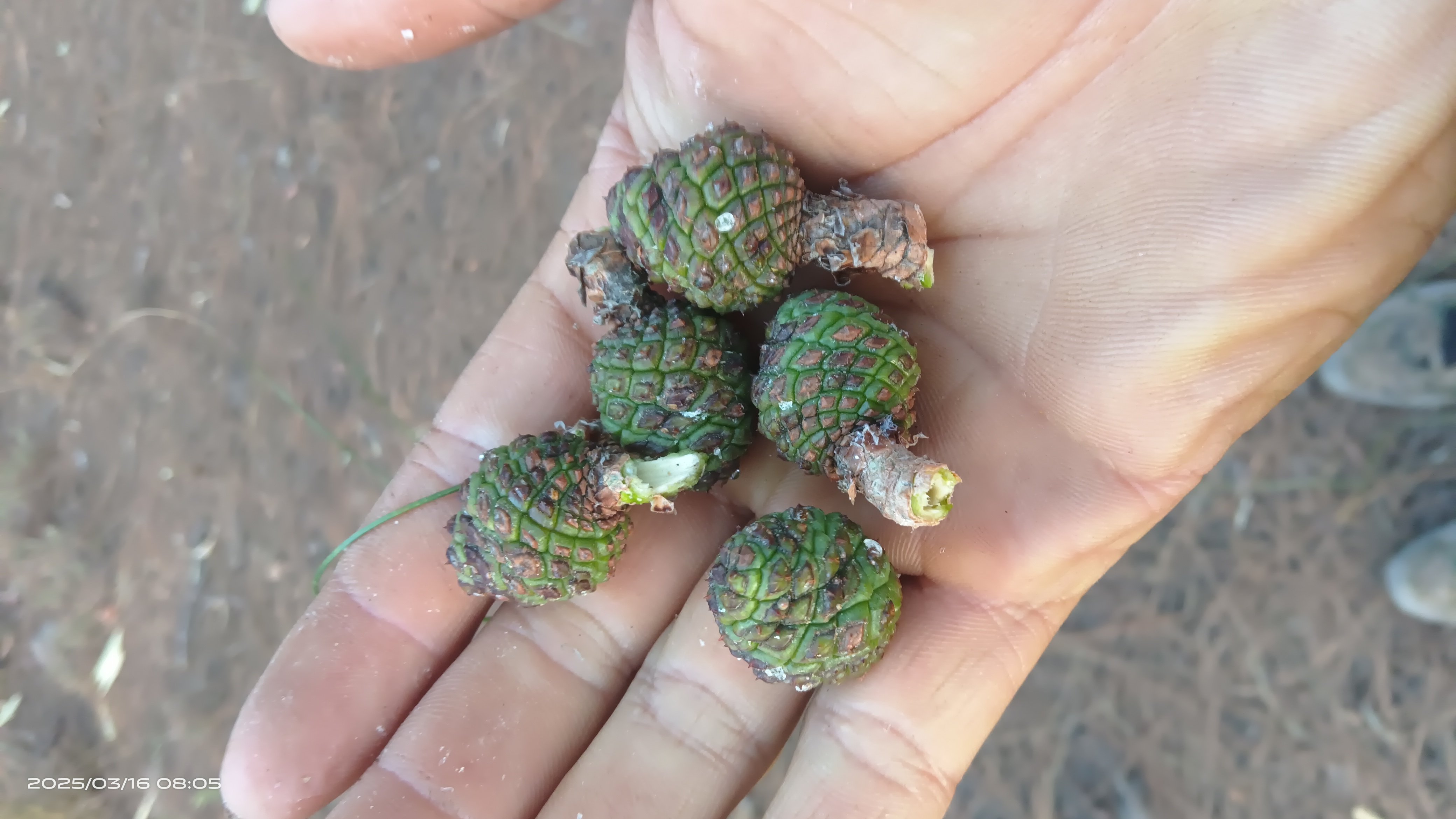 云南新鲜马尾松高山纯天然松树松果药用原生态中药材新鲜现采