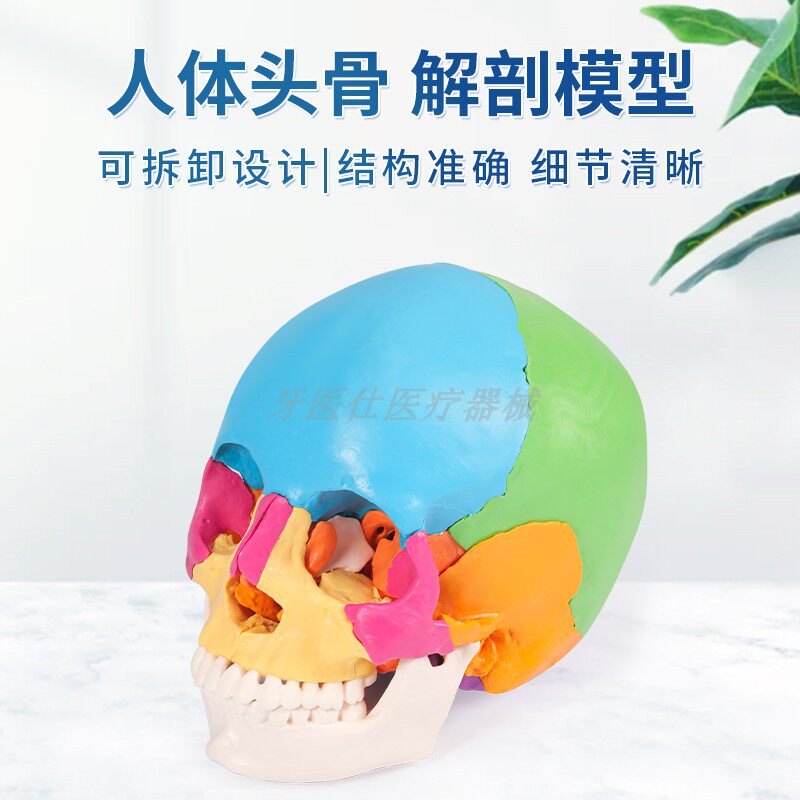 牙科口腔头模仿真人体头颅骨模型齿科教学模具可拆卸头骨标本头模