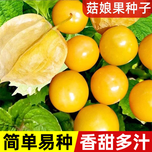 朵咔园艺菇娘果种子水果大浆果