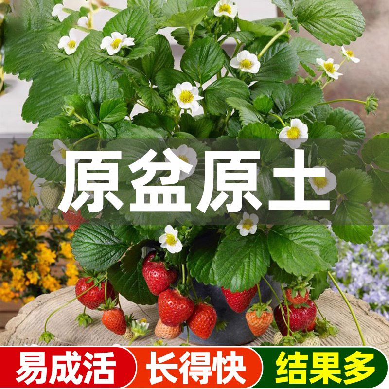 草莓苗盆栽新苗秧奶油牛奶淡雪白雪公主章姬带果花四季食用种籽子
