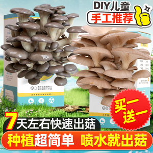 蘑菇盒子种植包平菇菌包菌种家庭幼儿园儿童兴趣盆栽自种栽培菇包