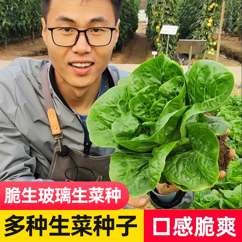 奶油生菜种子种籽蔬菜四季种植意大利孔雀生菜盆栽种孑大全
